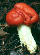 Fungus image