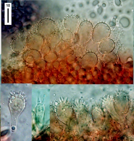 Virtual Mycota Mycena Austrofilopes