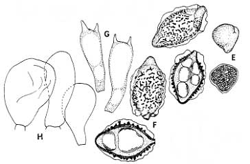 Virtual Mycota Hymenogaster albus