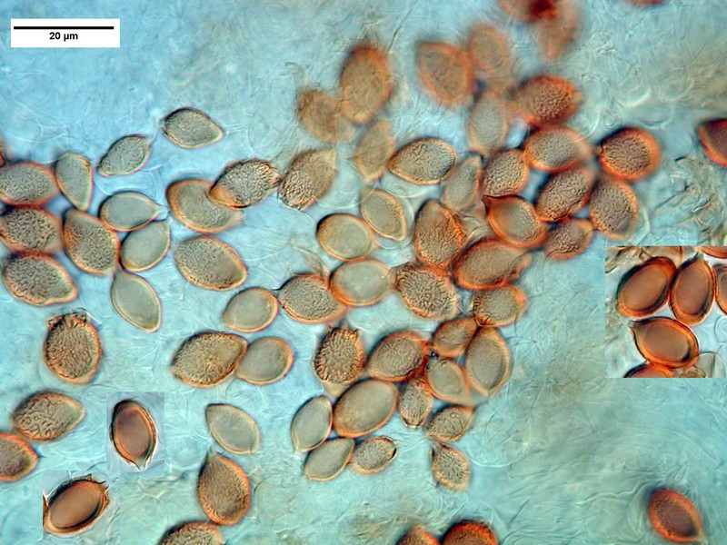 Virtual Mycota Descomyces albellus